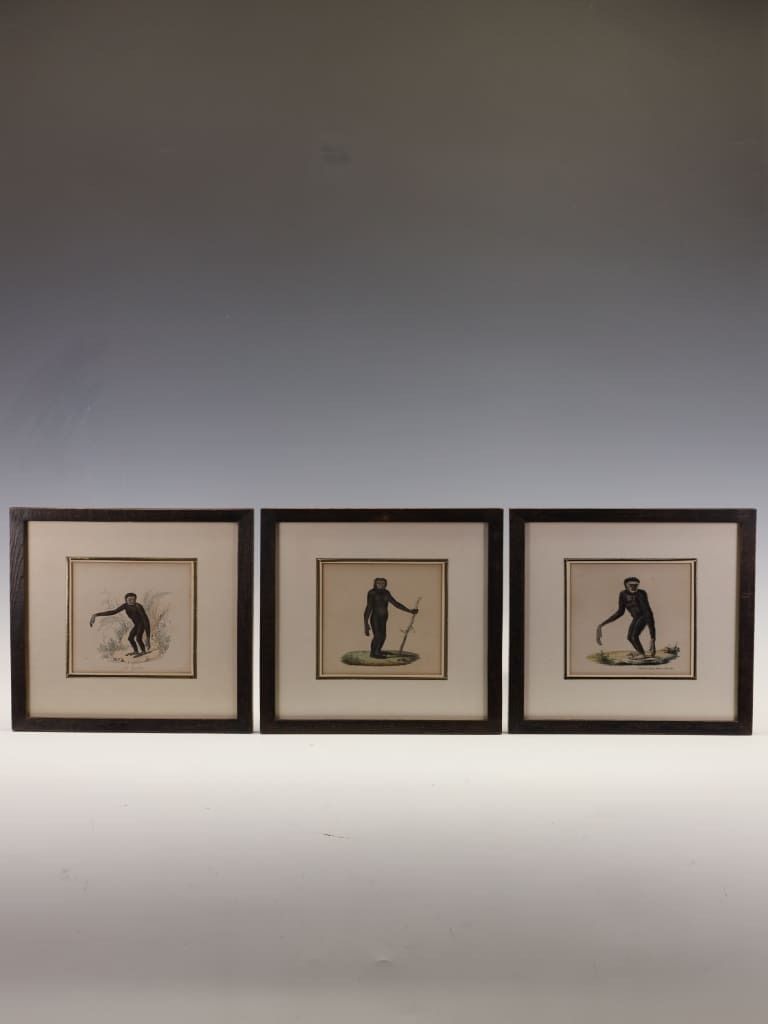 Striking Triptych Of 19th Century Hand Coloured Zoological Lithographs