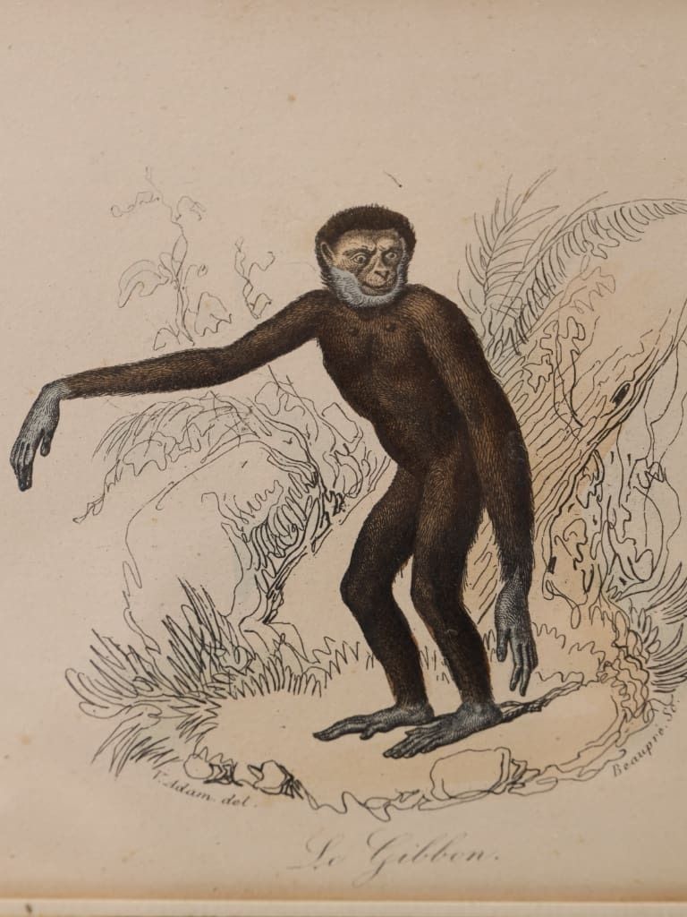 Striking Triptych Of 19th Century Hand Coloured Zoological Lithographs photo furniture
