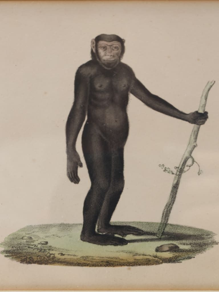 Striking Triptych Of 19th Century Hand Coloured Zoological Lithographs photo 800.0