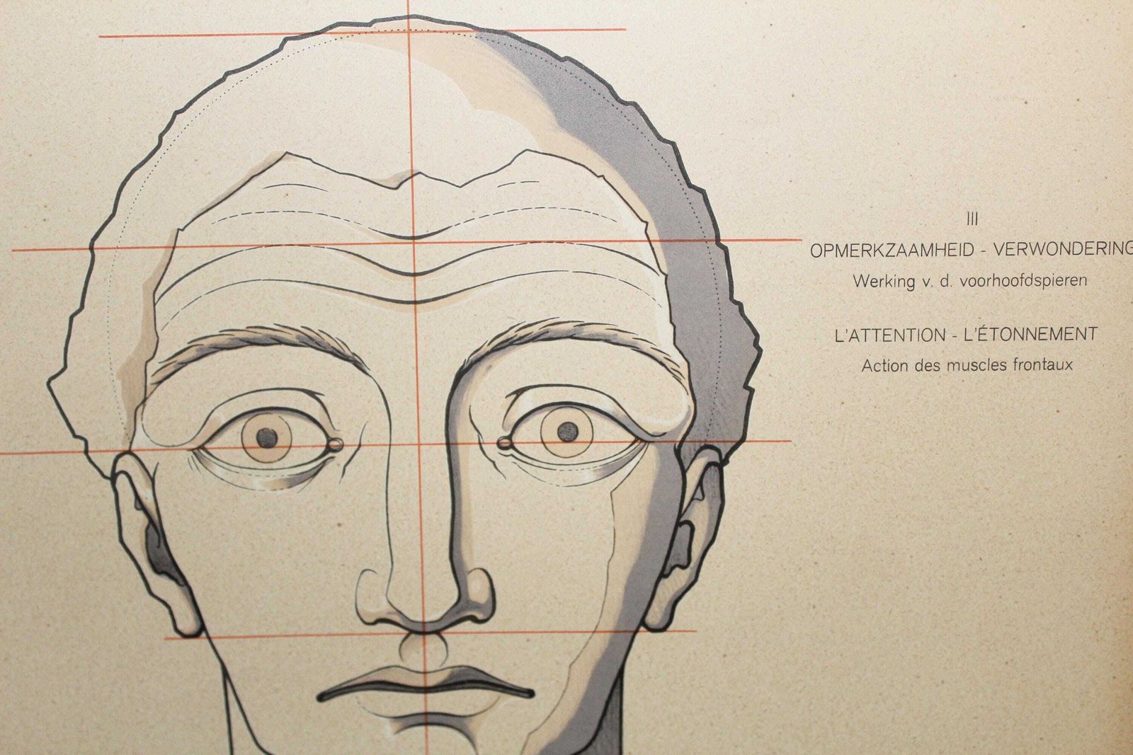 Set Van Twee Grote Art Deco Anatomieprenten – Spiergezicht En Gezichtsuitdrukkingen, Tekenleer, Speybrouck 1933 België Tournai, Wetenschap, Verzonden In Koker photo buy