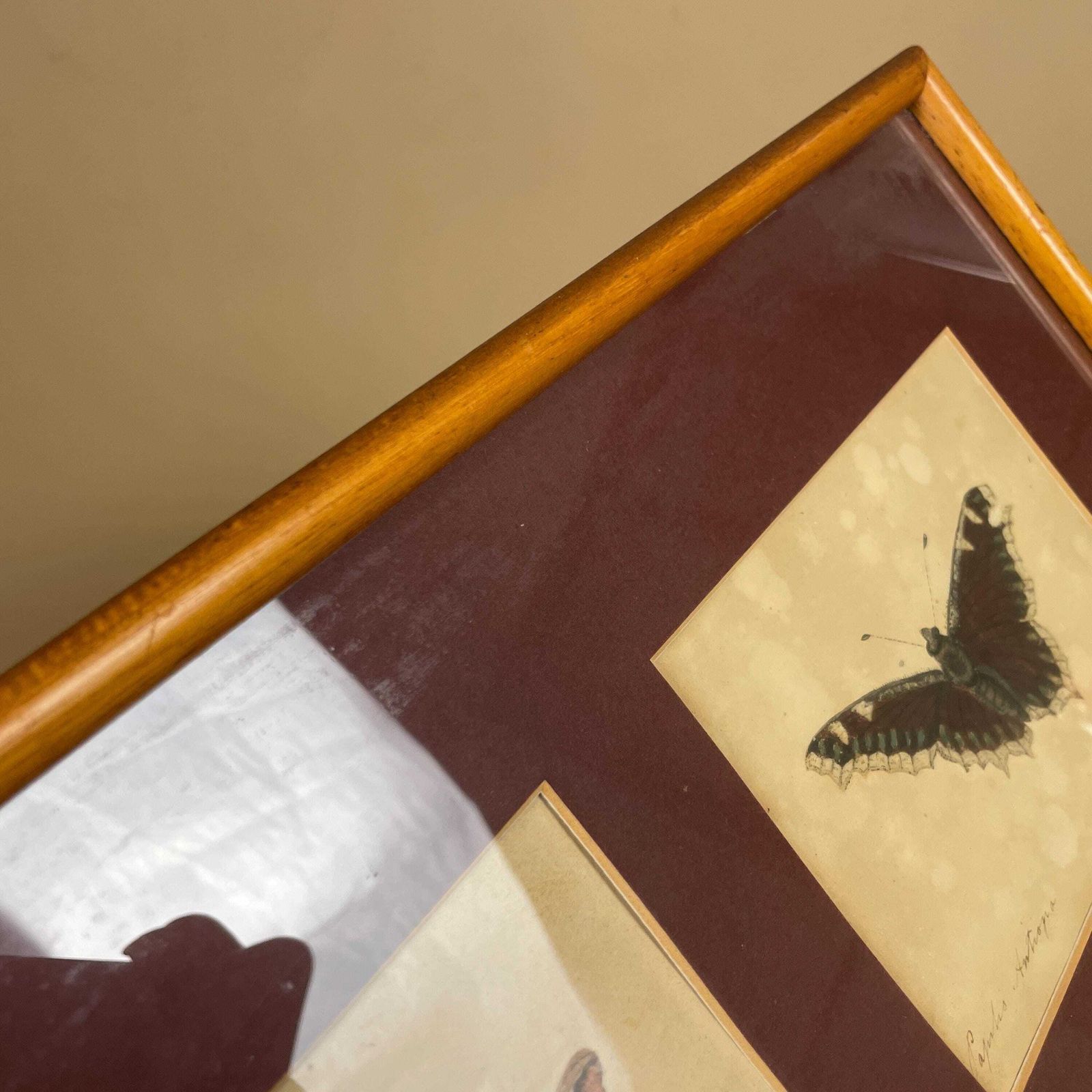 photo for sale Vintage Butterfly Prints Framed Four Panel Wall Art Antiquarian Style Botanical Pictures Natural History Wood Frame