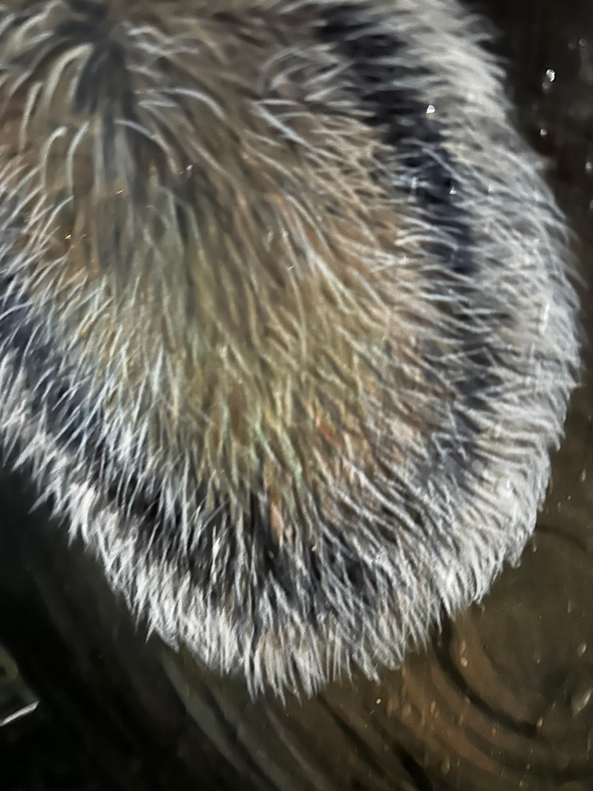 John Wachorn Oil Painting Of A Woodland Squirrel photo for sale