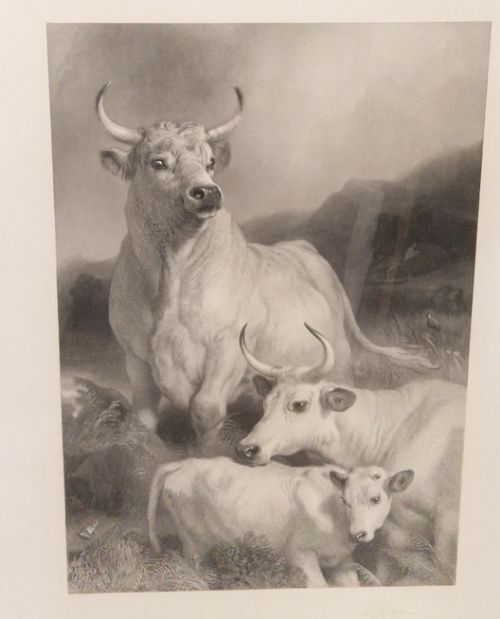Sir Edwin Landseer Pra. Wild Cattle At Chillingham 1869 Etching Signed By Thomas Landseer photo vinterior