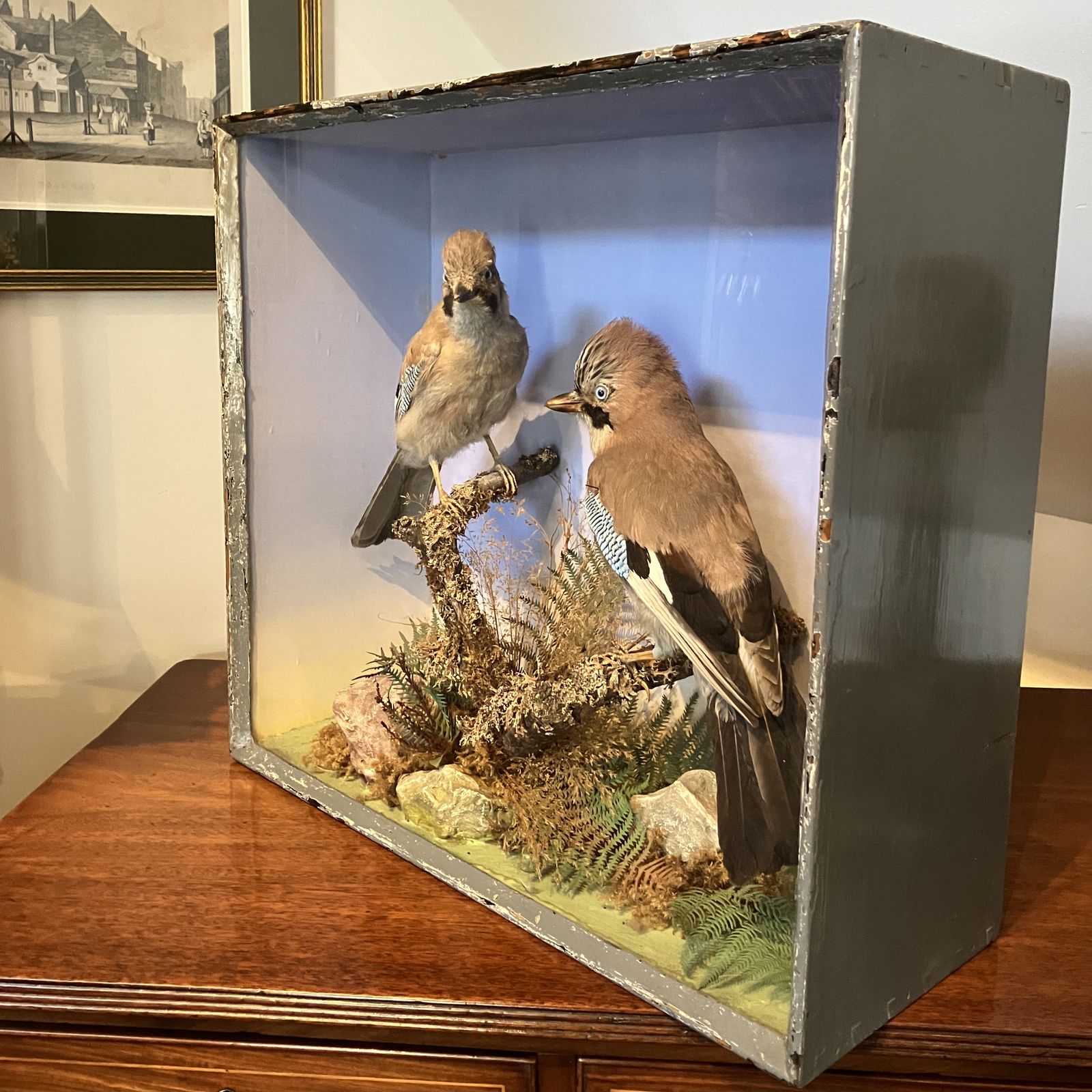 Antique Eurasian Jays’ (Garrulus Glandarius) Taxidermy Display Case photo vinterior