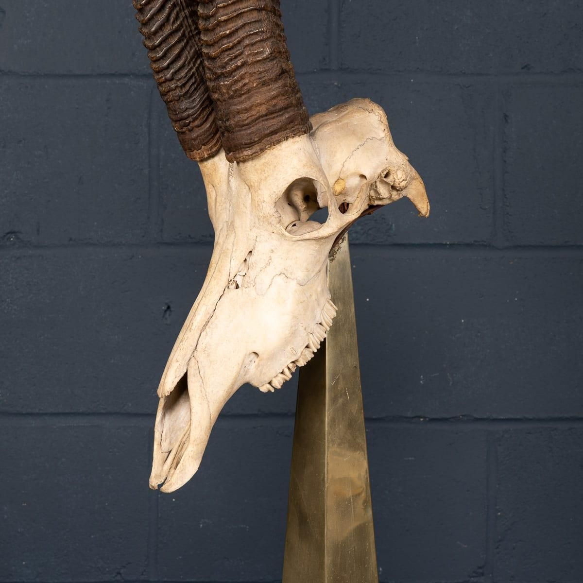 3055.0 20thc Taxidermy Study Of An African Ibex, By Anthony Redmile, London C.1970 photo