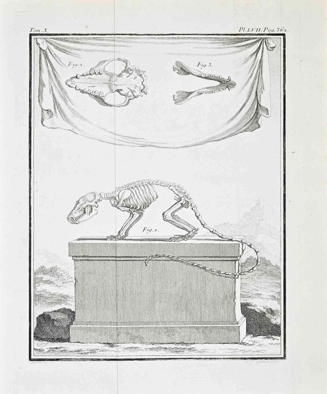 Jacques De Seveanatomy And Skeletons   Etching By Jacques De Sève   17711771