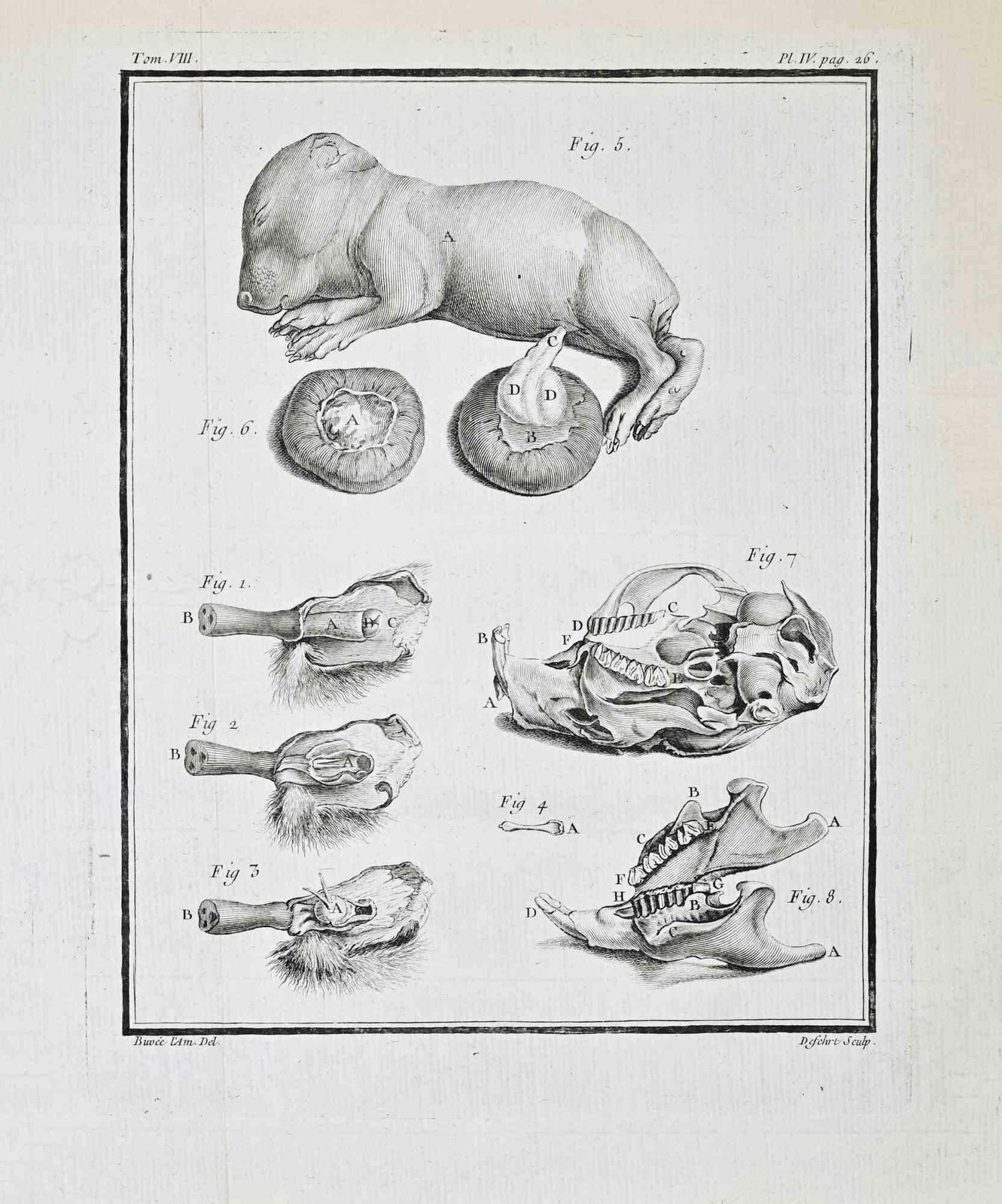 Buvée D’amériqueanimal Anatomy   Etching By Buvée D’amérique   17711771