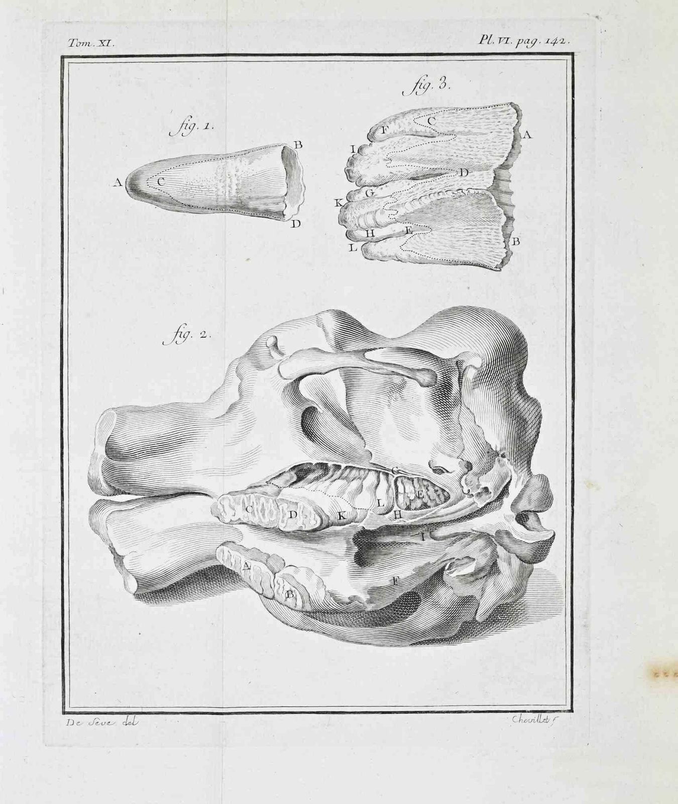 Juste Chevilletosteological And Dental Studies   Etching By Juste Chevillet   17711771