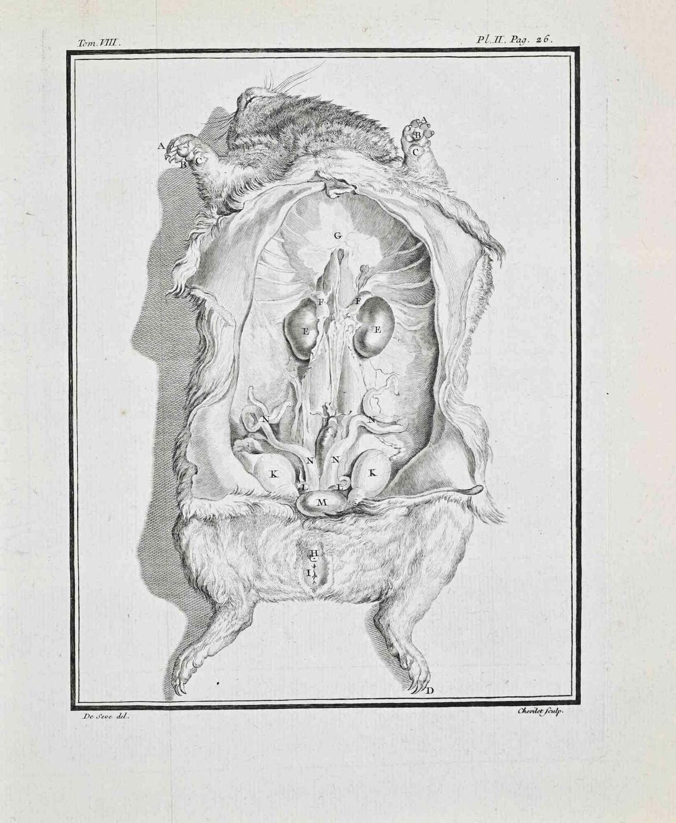 Juste Chevilletanimal Anatomy   Etching By Juste Chevillet   17711771