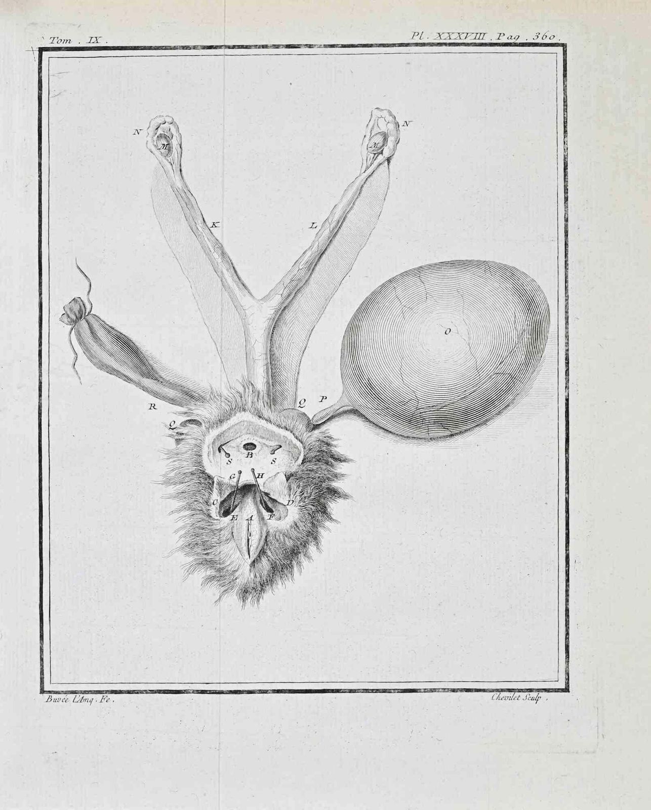Juste Chevilletanimal Anatomy   Etching By Juste Chevillet   17711771