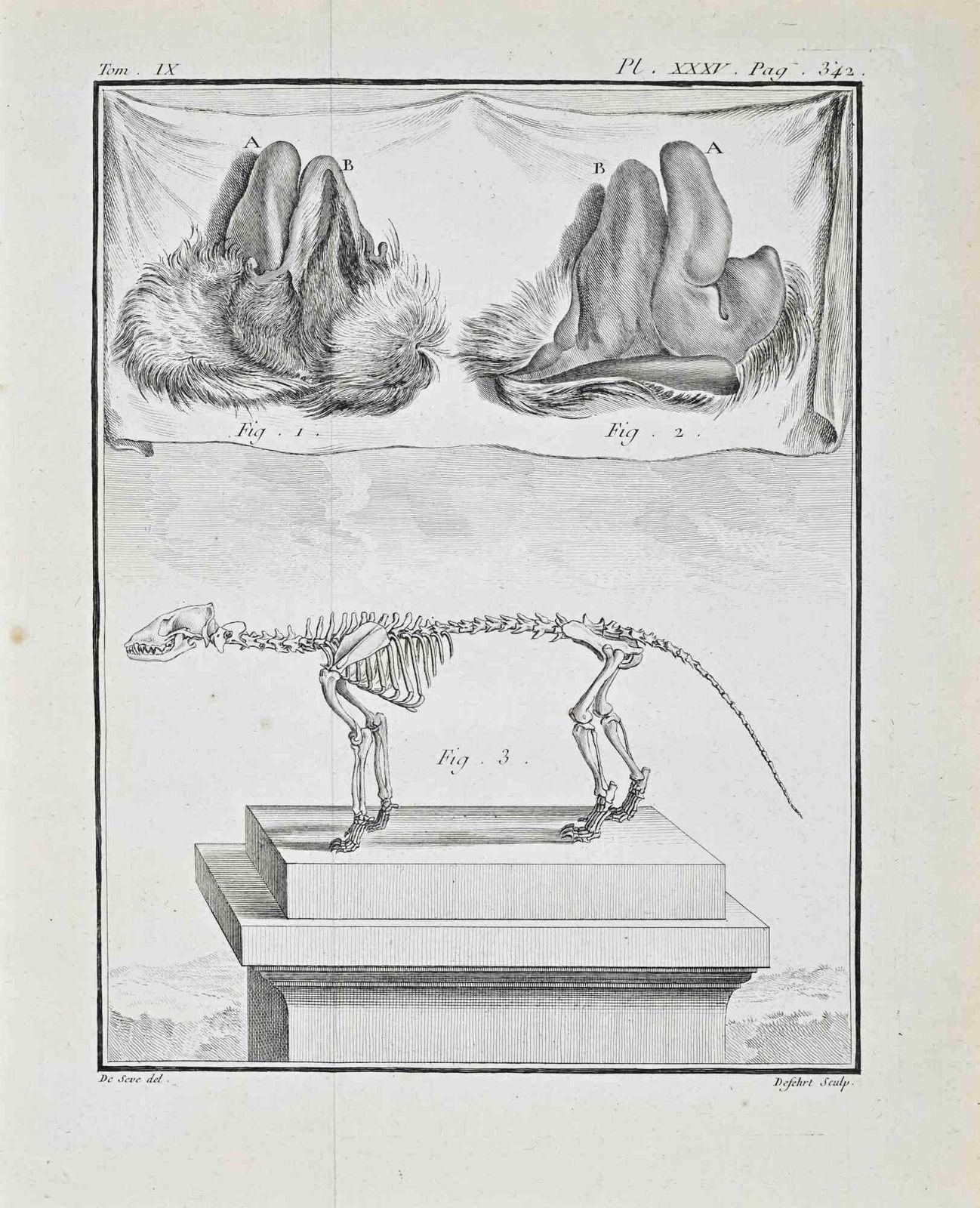 Juste Chevilletanimal Anatomy   Etching By Juste Chevillet   17711771