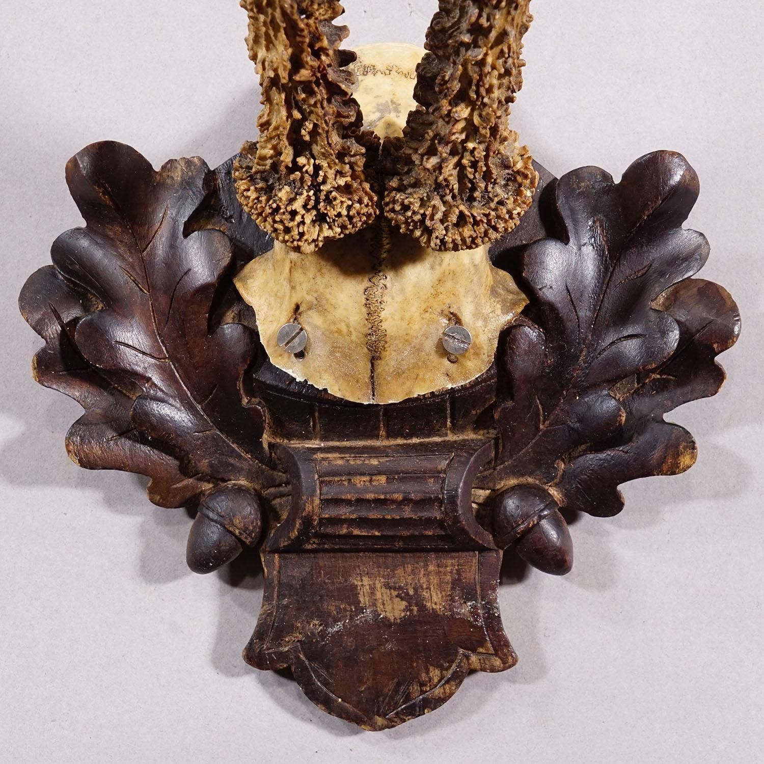 Antique Black Forest Red Deer Trophy On Carved Plaque   Germany 1910 photo 162.0