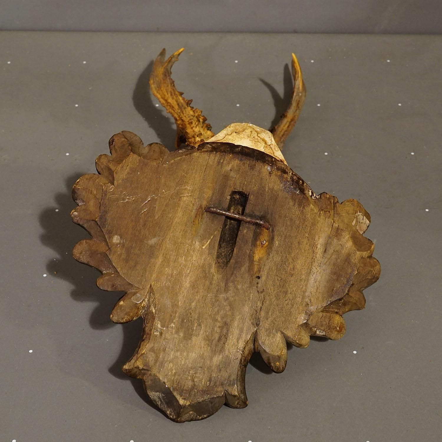 Antique Black Forest Red Deer Trophy On Carved Plaque   Germany 1910 photo vinterior