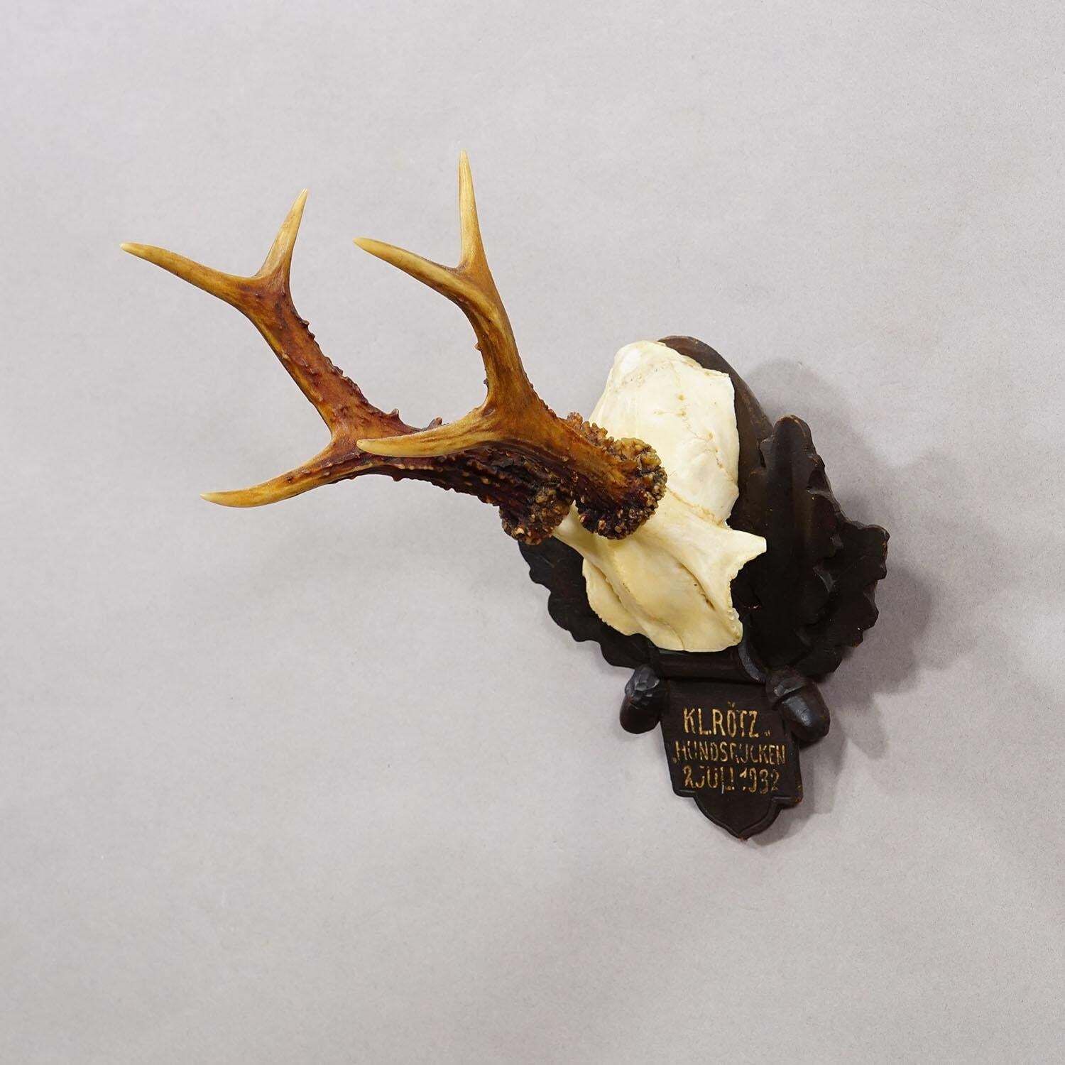 Antique Black Forest Red Deer Trophy On Carved Plaque   Germany 1932 photo Home Decor