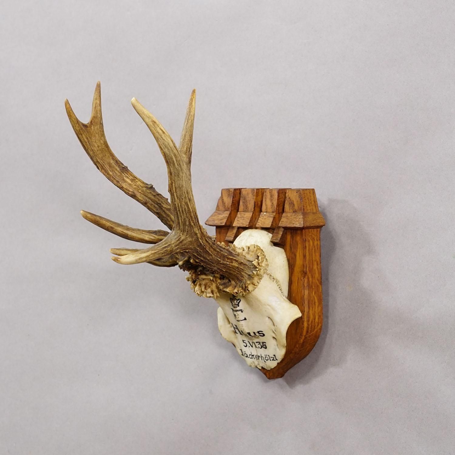 Abnormal Red Deer Trophy By Philipp Ernst, Prince Of Thurn And Taxis, 1935 photo Home Decor