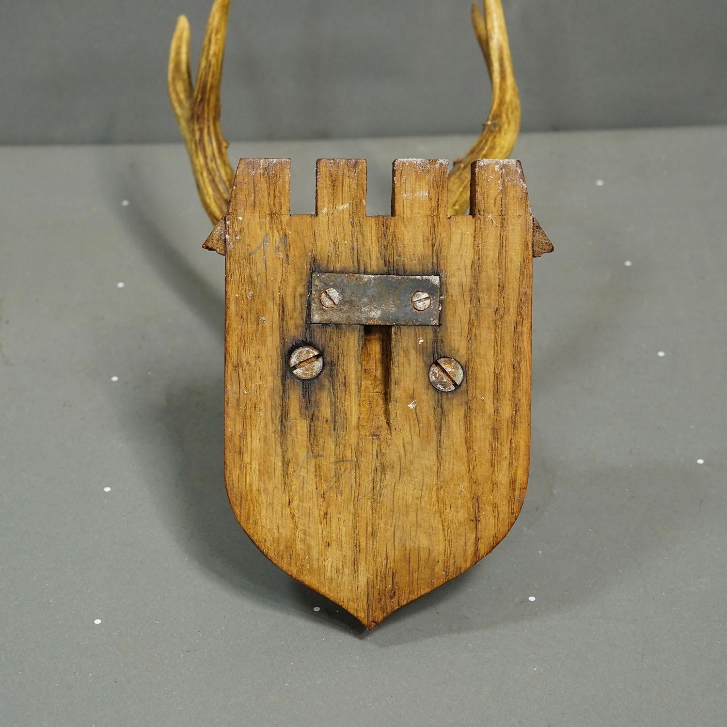 Abnormal Red Deer Trophy By Philipp Ernst, Prince Of Thurn And Taxis, 1935 photo buy