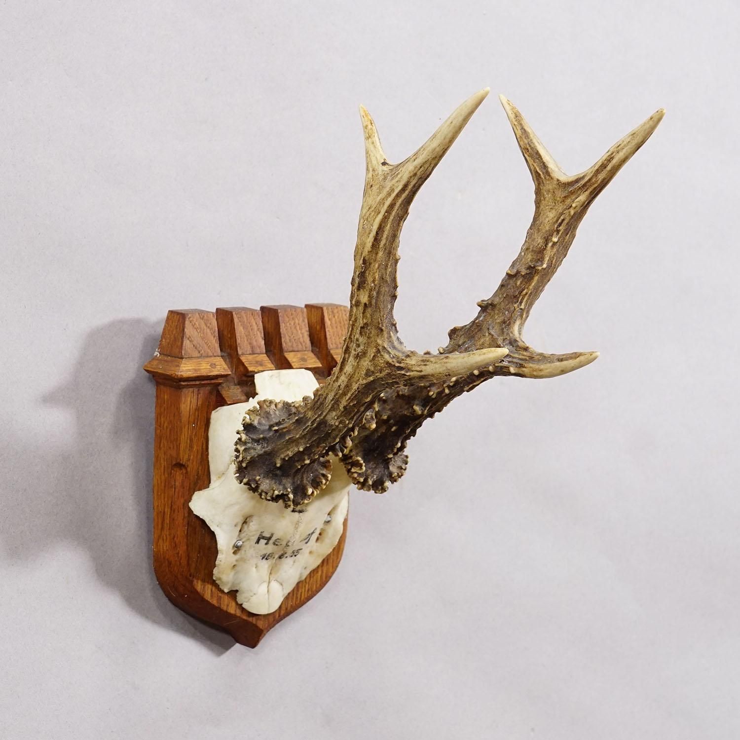 Red Deer Trophy On Wooden Plaque By Philip Ernst, Prince Of Thurn And Taxis 1955 photo Home Decor