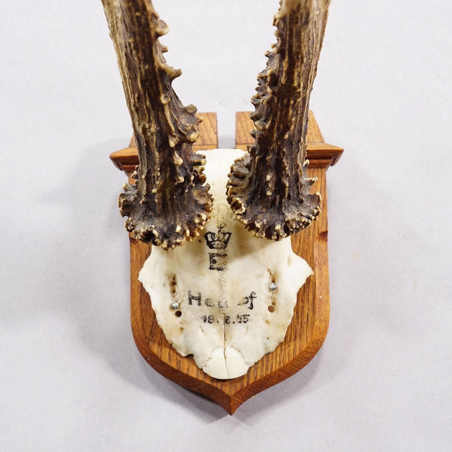 Red Deer Trophy On Wooden Plaque By Philip Ernst, Prince Of Thurn And Taxis 1955 photo 232.0