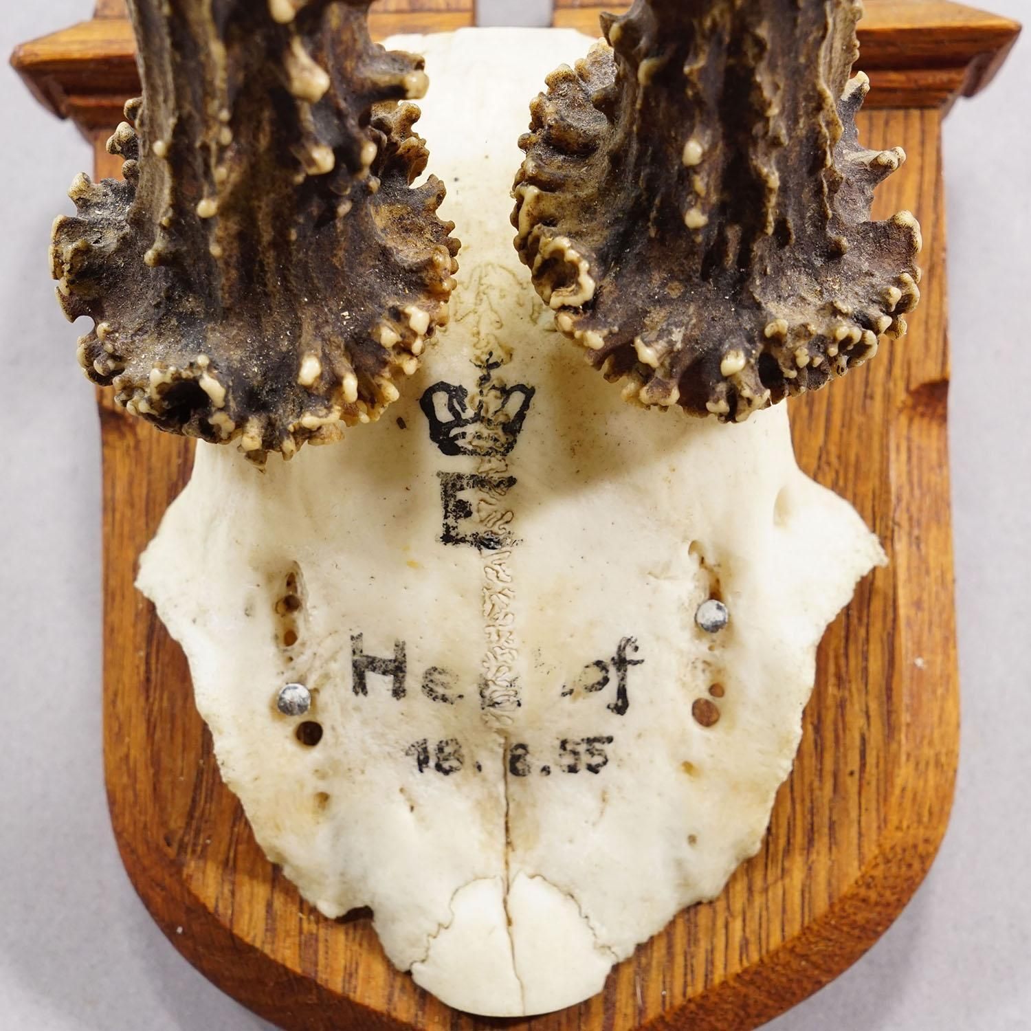Red Deer Trophy On Wooden Plaque By Philip Ernst, Prince Of Thurn And Taxis 1955 photo vinterior