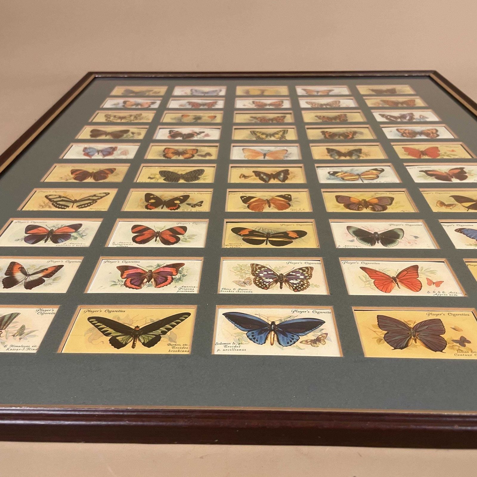 Vintage Butterfly Framed Cigarette Cards Wall Art Antiquarian Botanical Pictures Natural History Wood Frame John Player & Sons Butterflies photo buy
