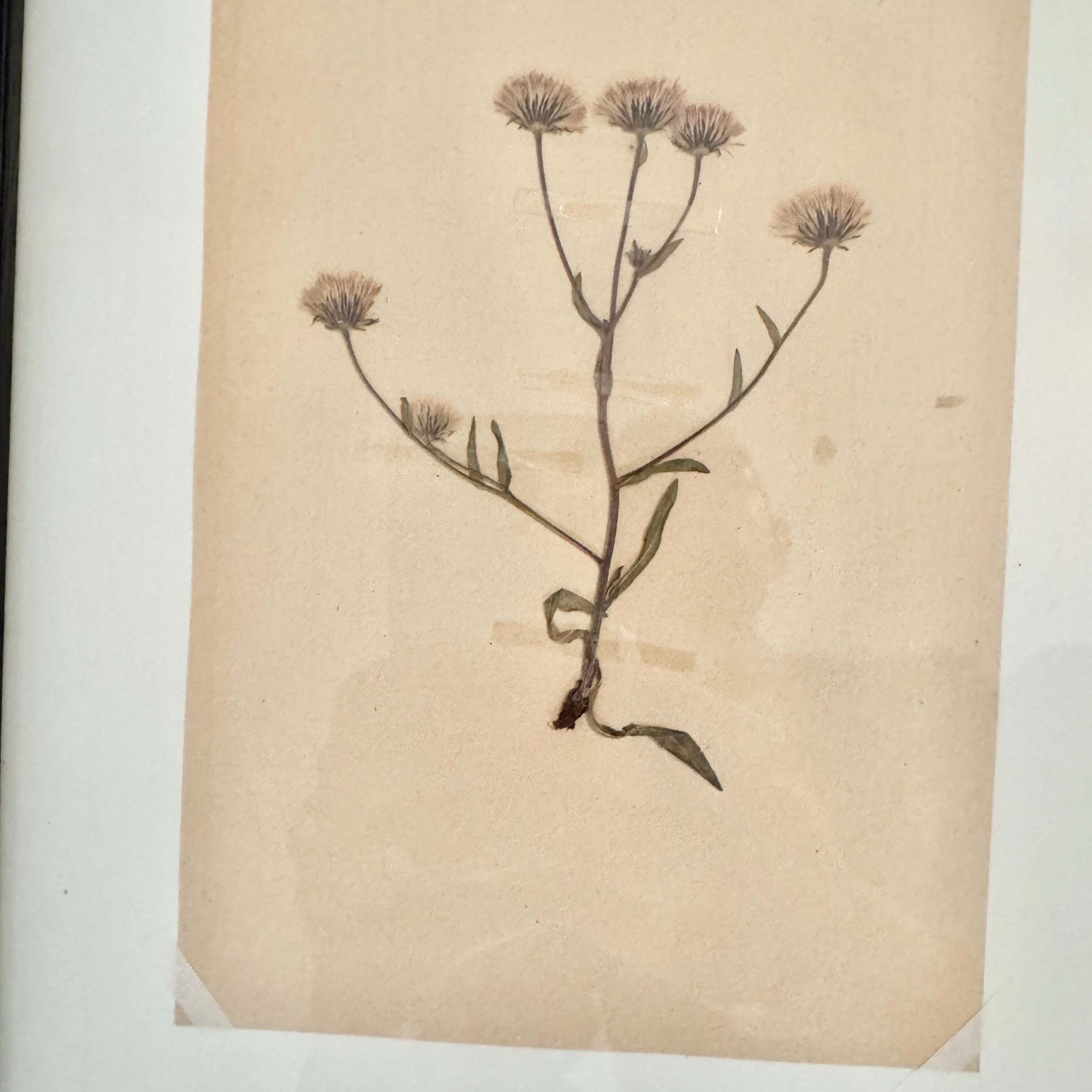 Framed Original 1936 Herbarium Specimen, Botanical Art. Blue Fleabane, Gotland Sweden. photo furniture
