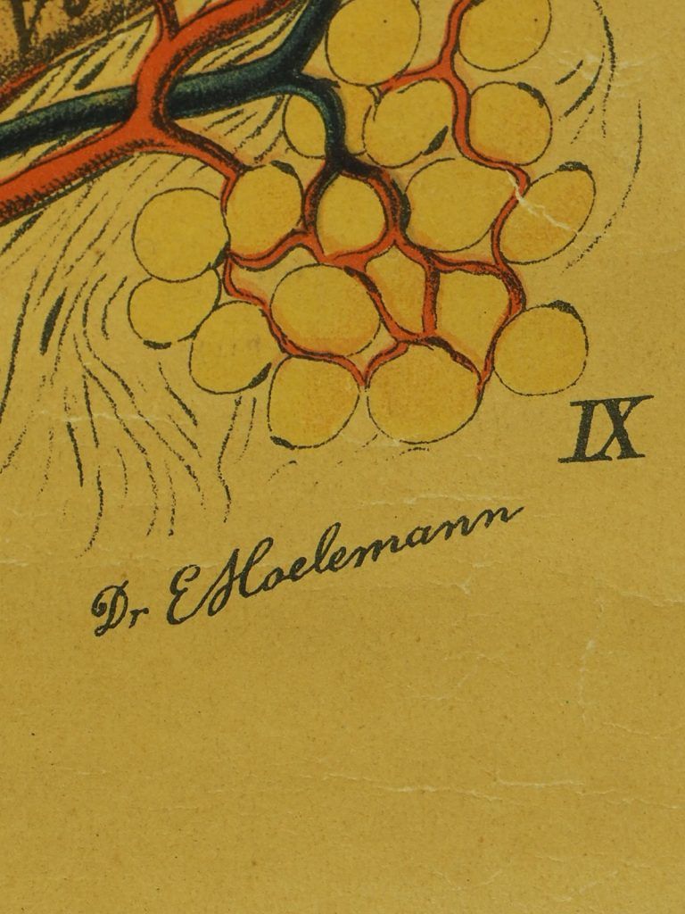 photo furniture Antique Anatomical Chart (VI.) Human Anatomy Head Signed By E. Hoelemann