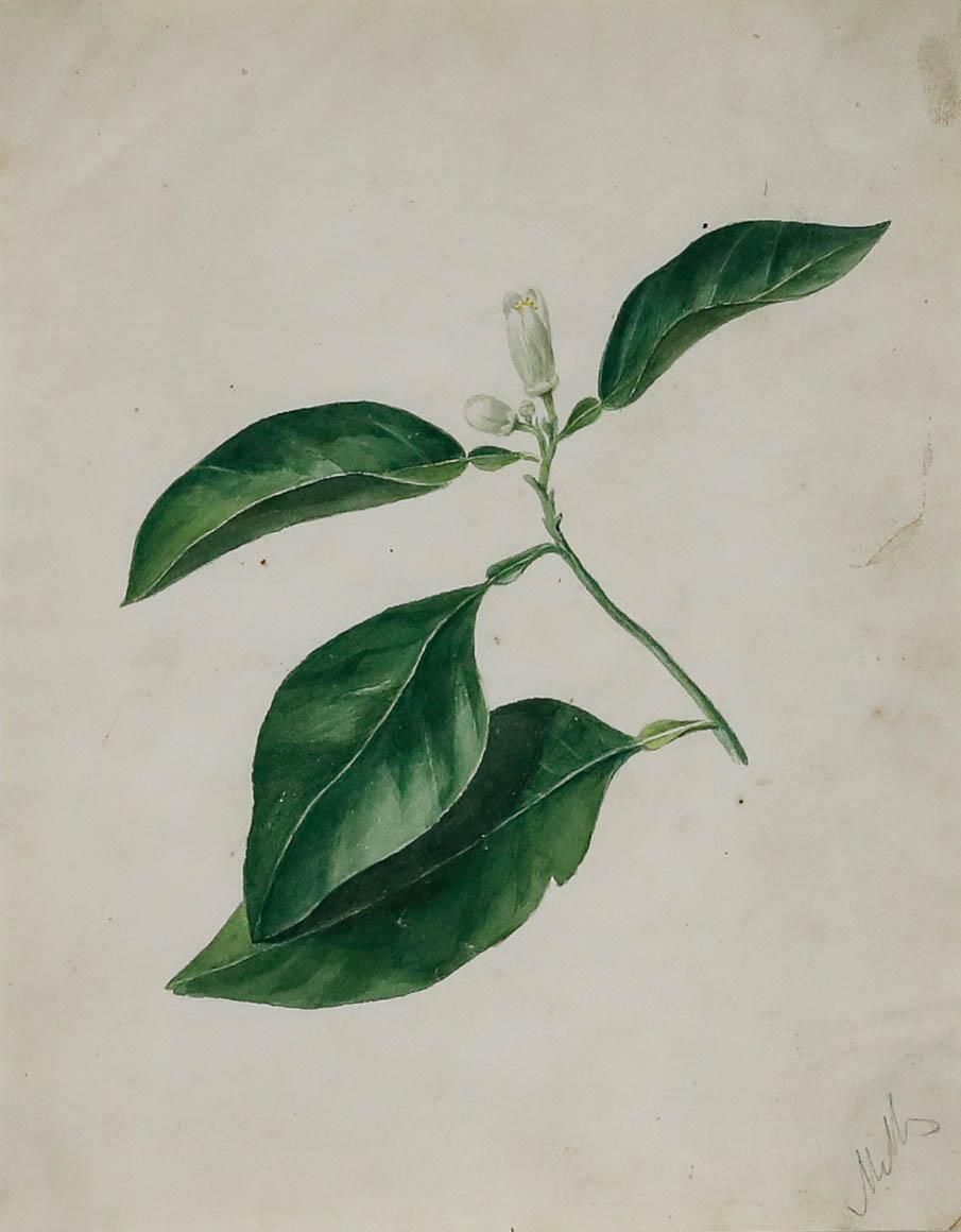 Framed Early 19th Century Watercolour Study Of An Orange Flower photo furniture