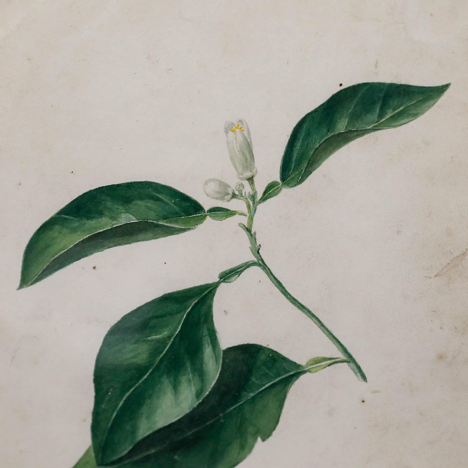 Framed Early 19th Century Watercolour Study Of An Orange Flower photo Art