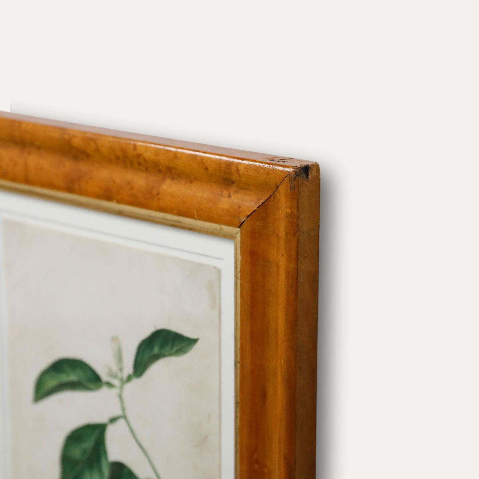 Framed Early 19th Century Watercolour Study Of An Orange Flower photo 325.0