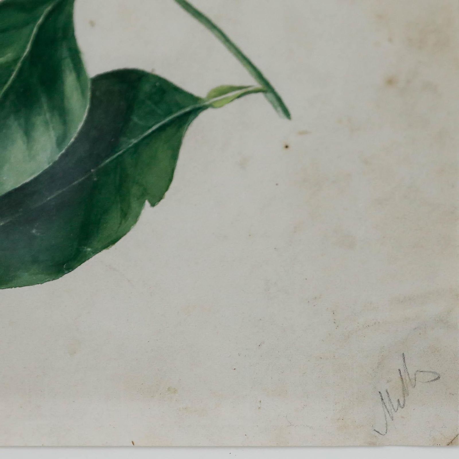 Framed Early 19th Century Watercolour Study Of An Orange Flower photo vinterior