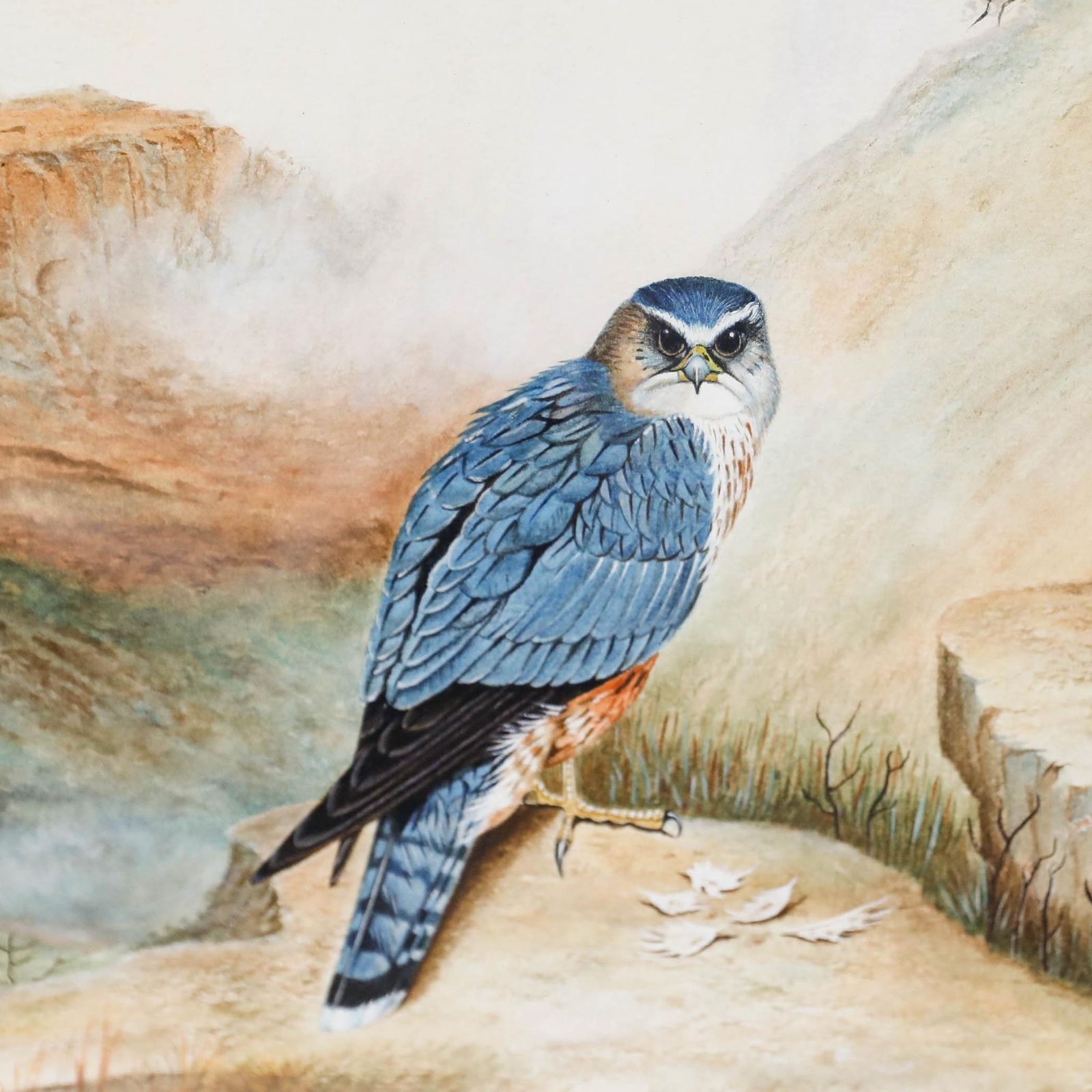 Folk Art Mid 20th Century Watercolour Study Of A Merlin In The Wild photo Art