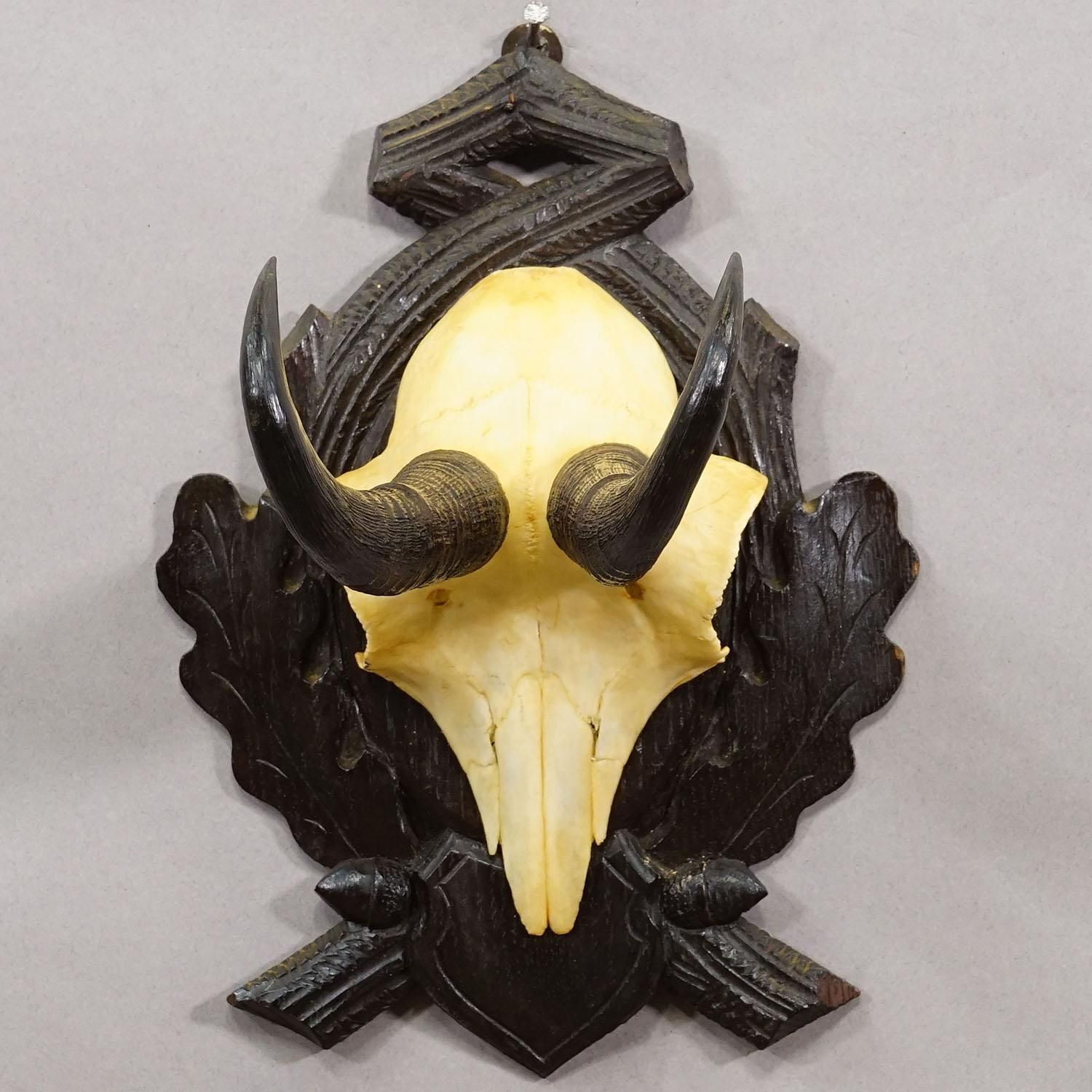 Antique Chamois Trophy On Carved Plaque, Germany Ca. 1930s photo 176.0