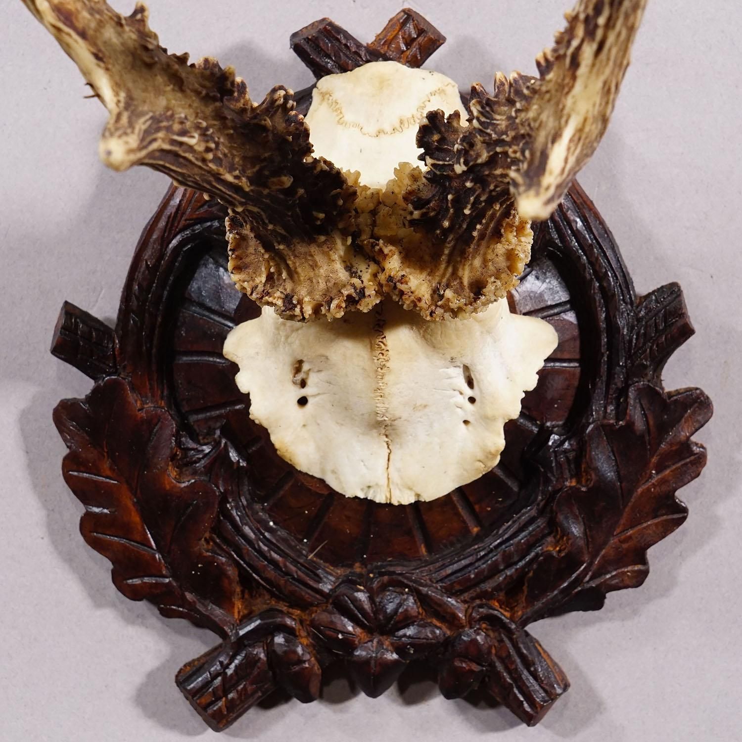 Antique Black Forest Red Deer Trophy On Carved Plaque   Germany Ca. 1910 photo 161.0