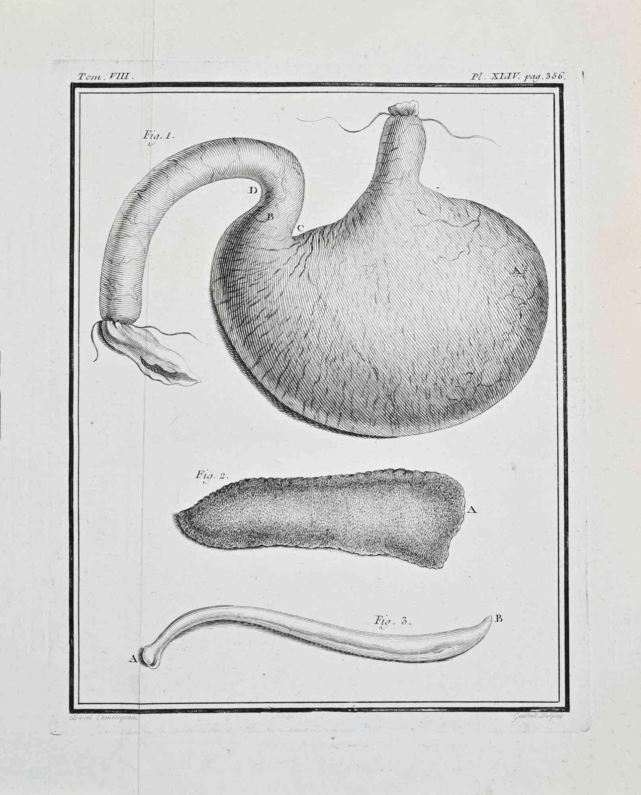 Buvée L'américainanimal Anatomy   Etching By Buvée L'américain   17711771