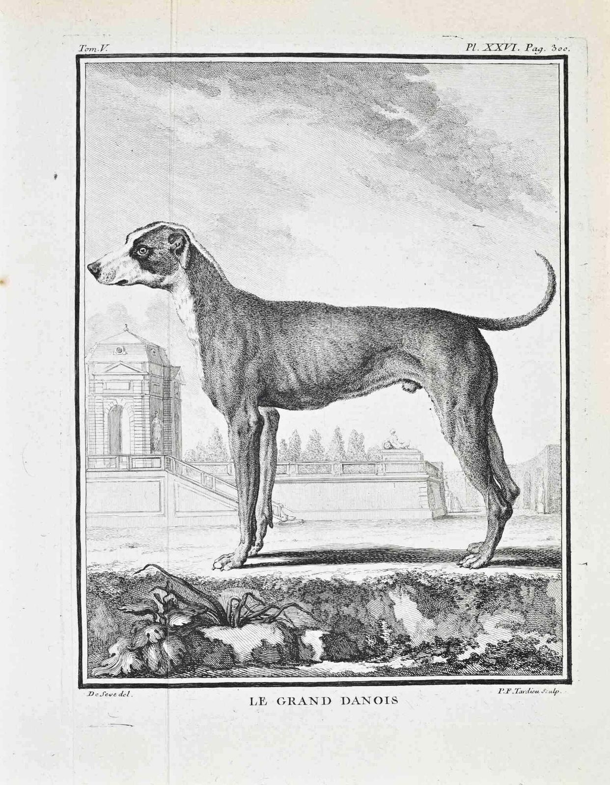 Jacques De Sevele Grand Danois   Etching By Jacques De Sève   17711771
