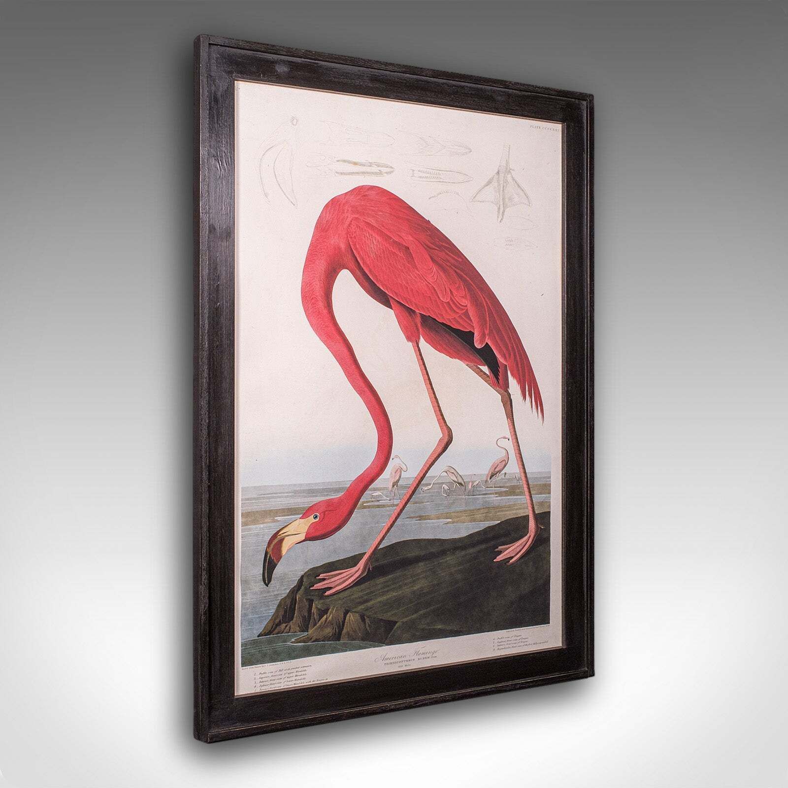 Large Vintage Flamingo Picture, English, Framed Print, Jj Audubon, Wildlife Art