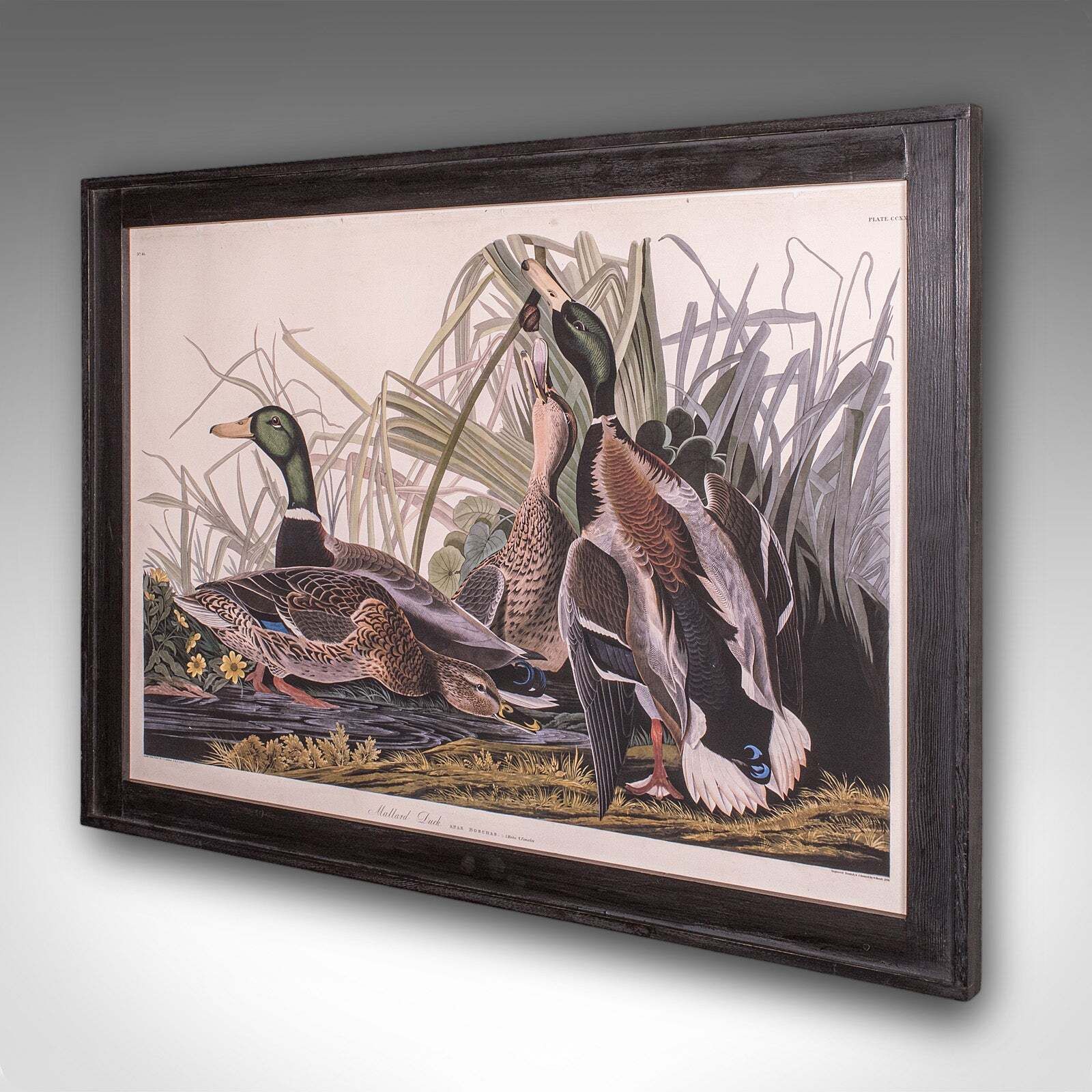 Vintage Mallard Duck Picture, English, Framed Print, Jj Audubon, Wildlife Art photo for sale