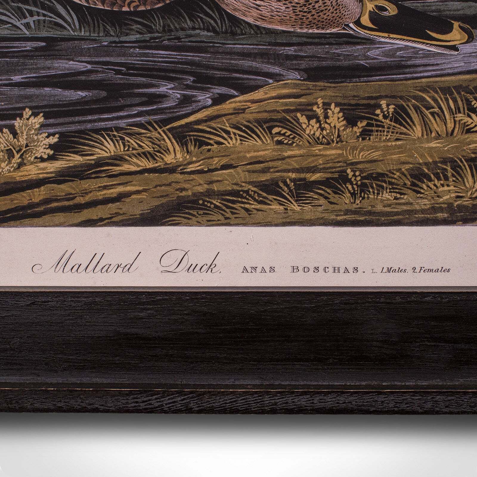 Vintage Mallard Duck Picture, English, Framed Print, Jj Audubon, Wildlife Art photo vintage