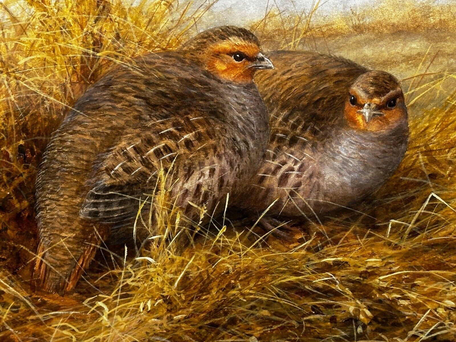 Grey Partridges Watercolour – British Wildlife Painting, Gilt Framed, In The Manner Of Archibald Thorburn photo 2350.0