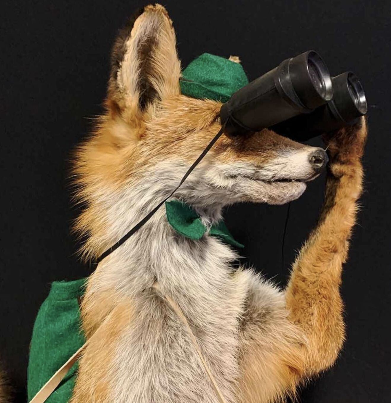 Vintage Mr Fox With Rifle & Binoculars 0297. photo furniture