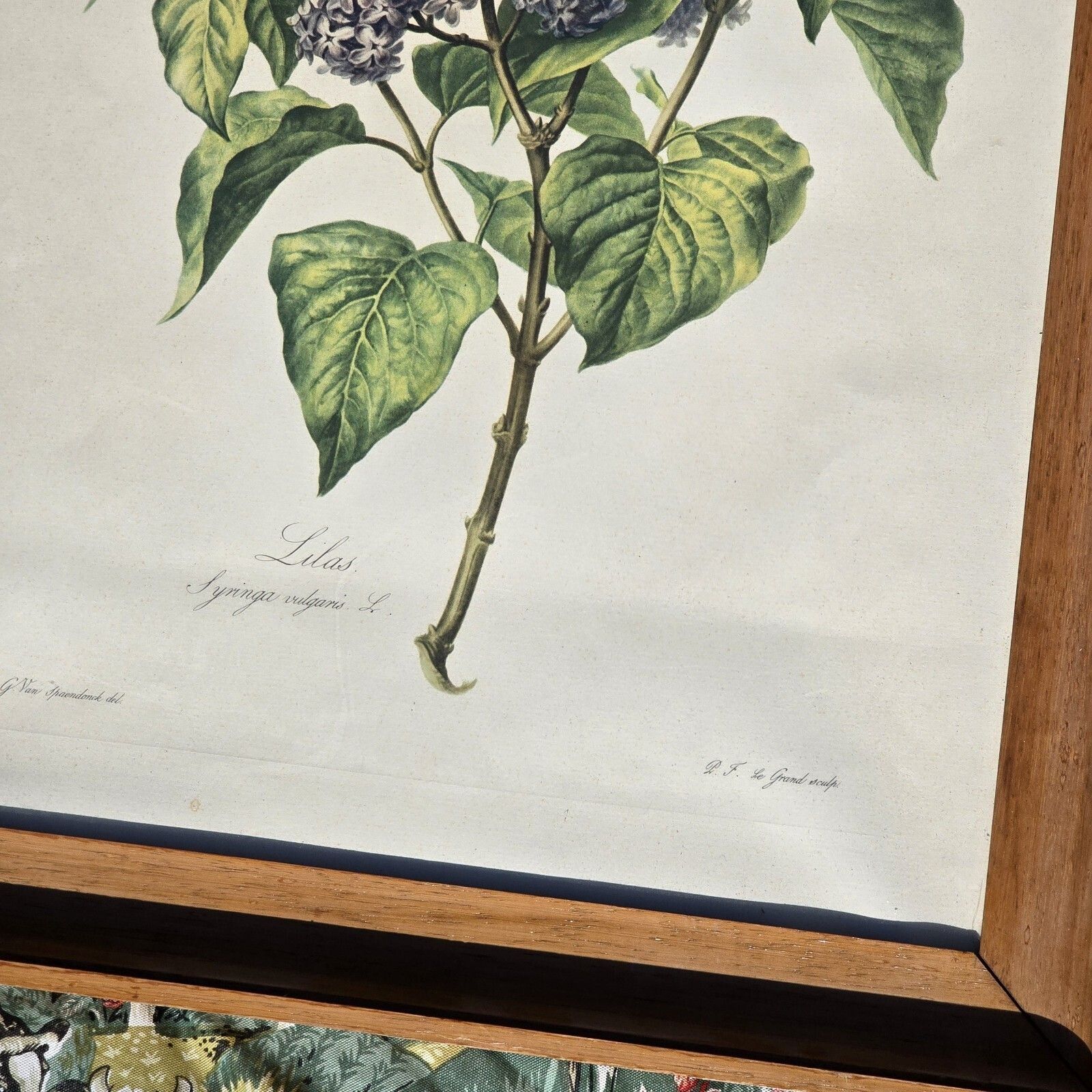 photo vinterior Vintage Botanical Floral Pints Framed Litograph Gerard Van Spaendonck 1957 Xl
