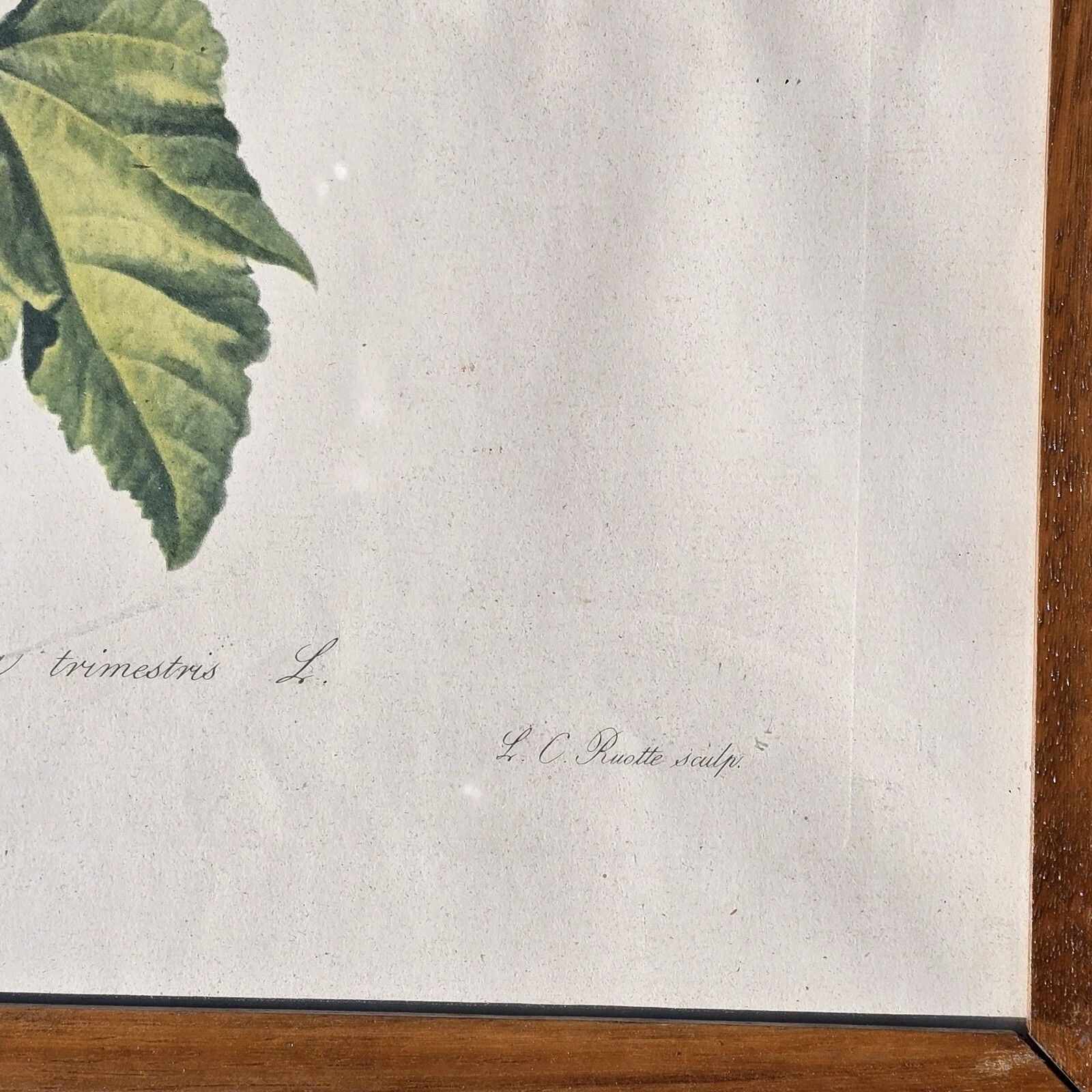 photo vintage Vintage Botanical Floral Pints Framed Litograph Gerard Van Spaendonck 1957 Xl