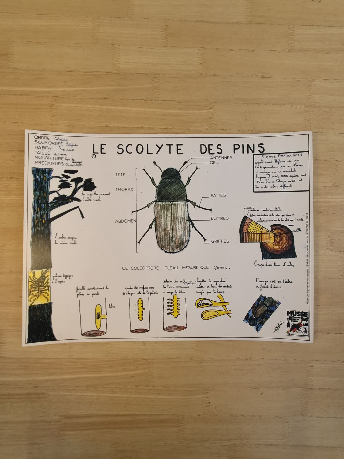 Art Vintage French Natural History Insect Educational Charts – Set Of 6 – Museum Edition J.L. Pons photo