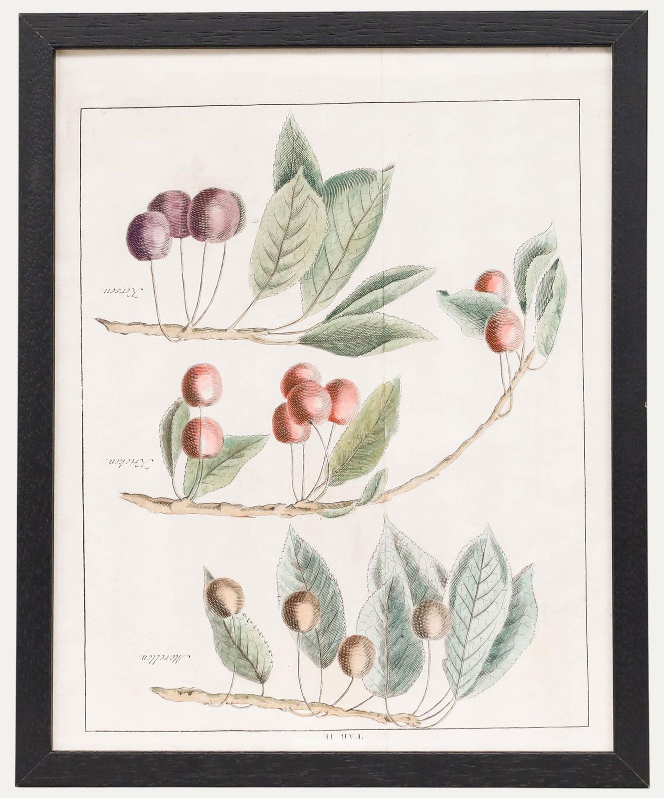 After Johann Hermann Knoop (1700 1769)   Framed Engraving, Study Of Cherries