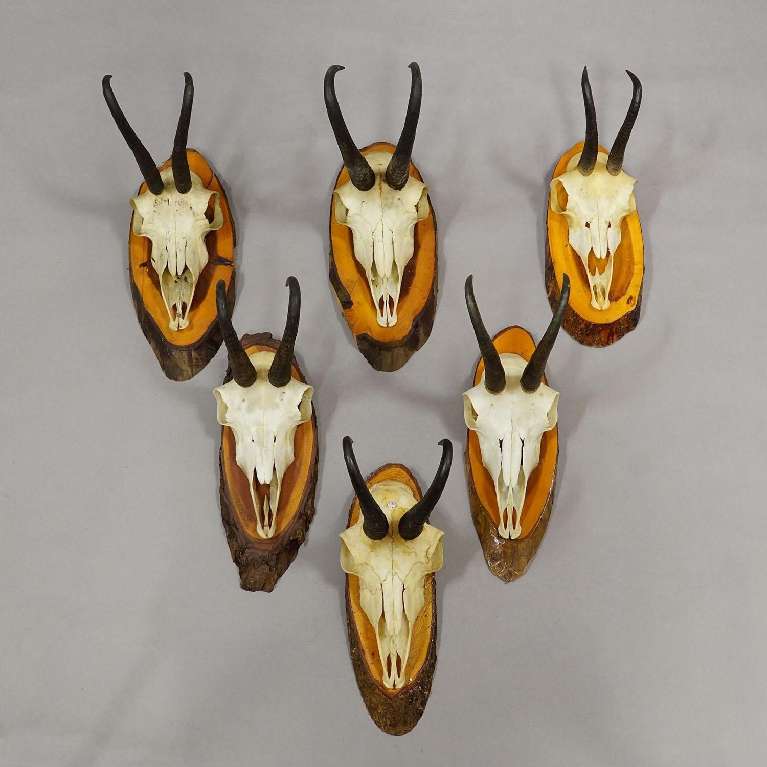 Set Of Six Chamois Trophies On Birch Slices Germany Ca. 1960s photo for sale