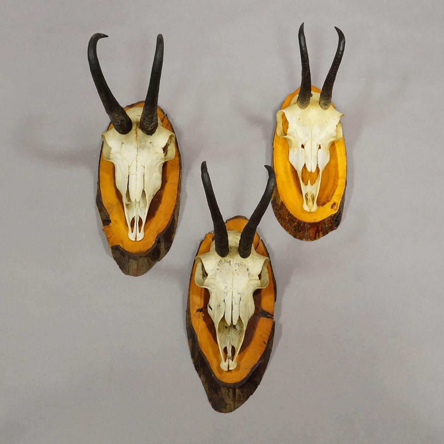 Set Of Six Chamois Trophies On Birch Slices Germany Ca. 1960s photo 523.0