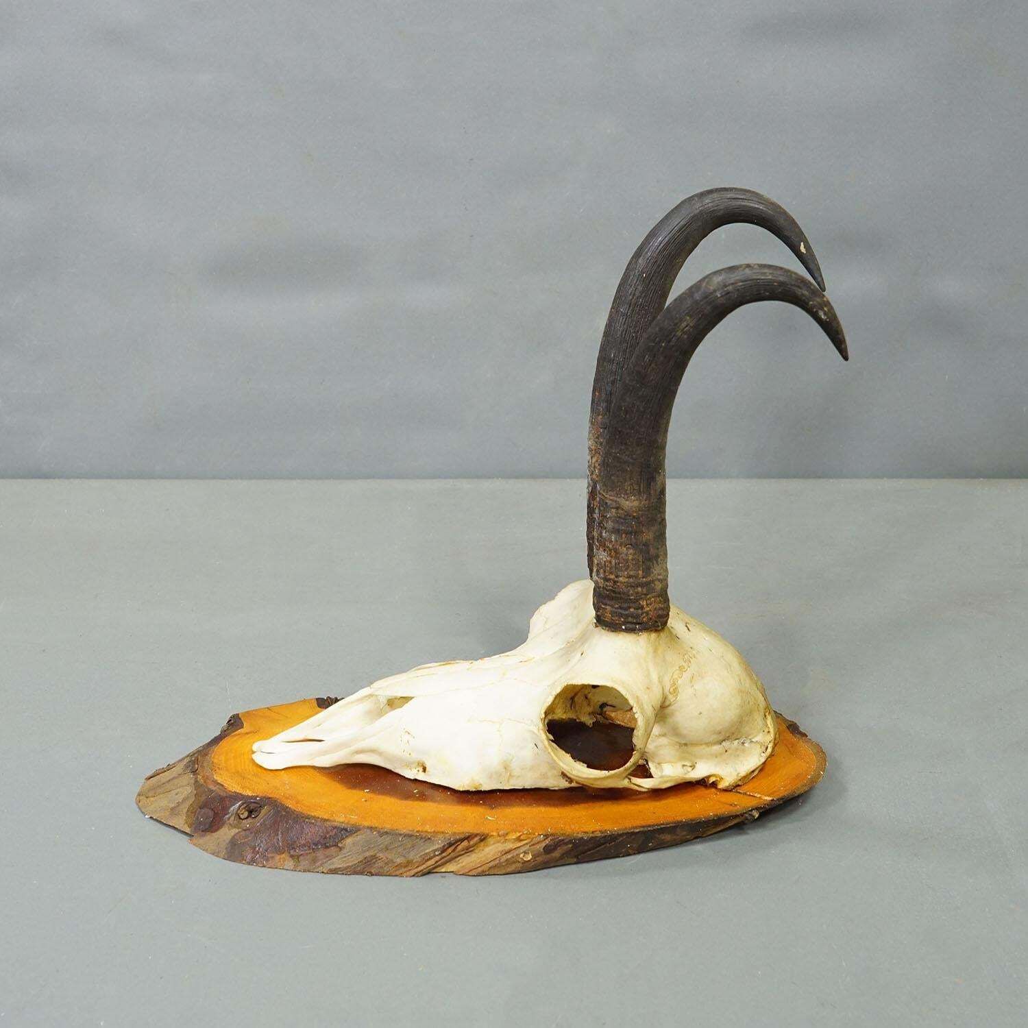 Set Of Six Chamois Trophies On Birch Slices Germany Ca. 1960s photo buy