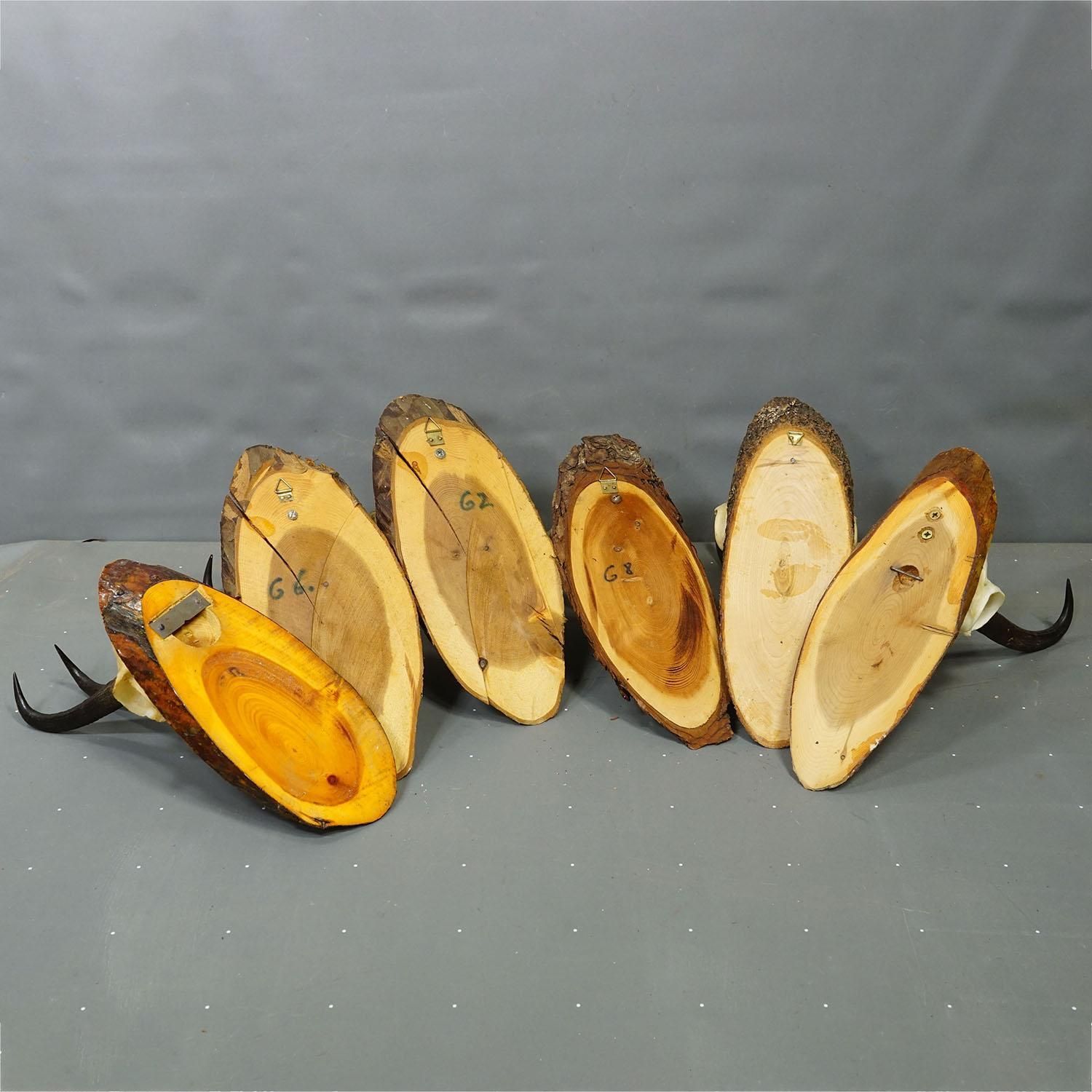 Set Of Six Chamois Trophies On Birch Slices Germany Ca. 1960s photo vintage