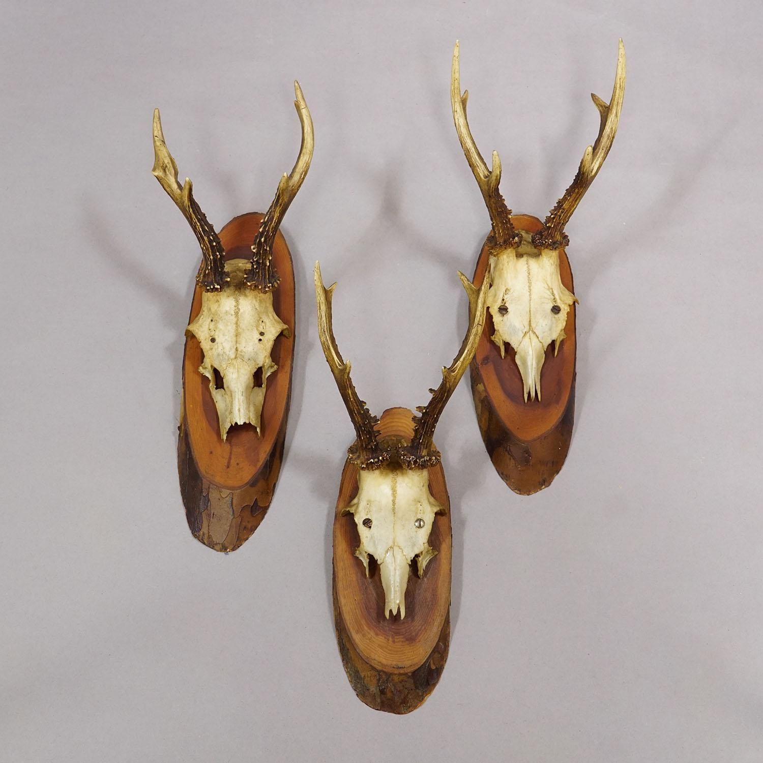 Set Of Six Roe Deer Trophies On Wooden Slices Germany Ca. 1960s photo 491.0