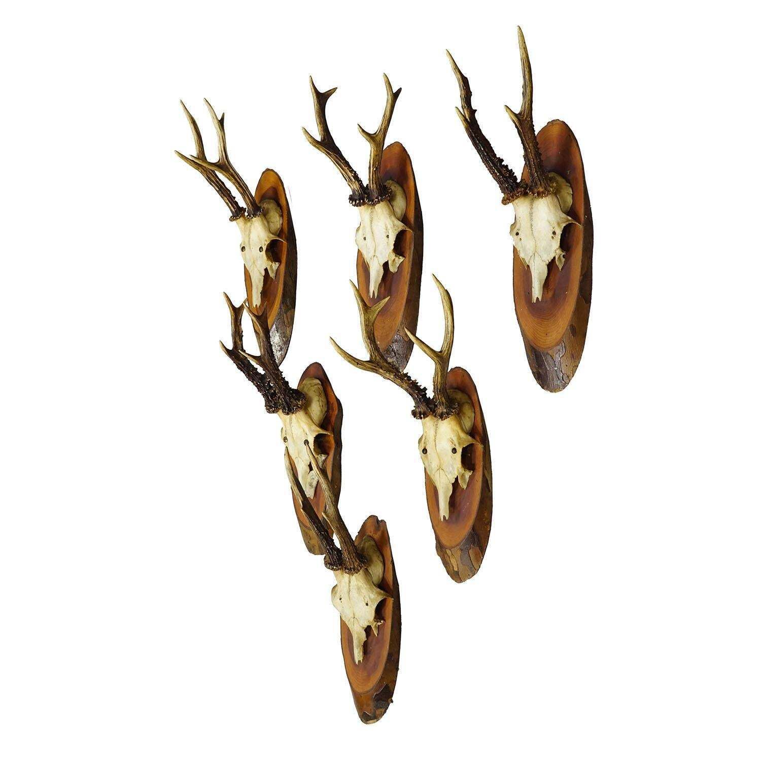 Set Of Six Roe Deer Trophies On Wooden Slices Germany Ca. 1950s photo furniture